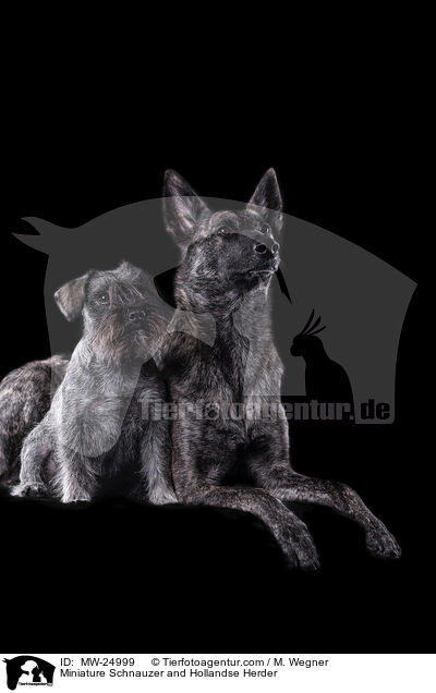 Zwergschnauzer und Hollndischer Schferhund / Miniature Schnauzer and Hollandse Herder / MW-24999