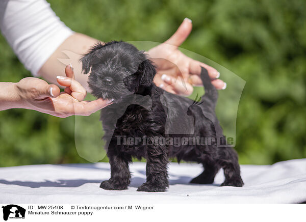 Miniature Schnauzer puppy / MW-25408