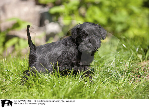 Miniature Schnauzer puppy / MW-25413