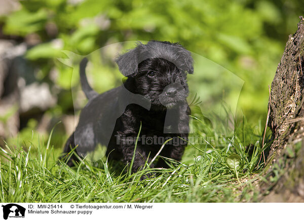Miniature Schnauzer puppy / MW-25414