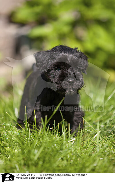 Miniature Schnauzer puppy / MW-25417