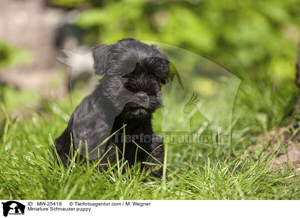 Miniature Schnauzer puppy / MW-25418