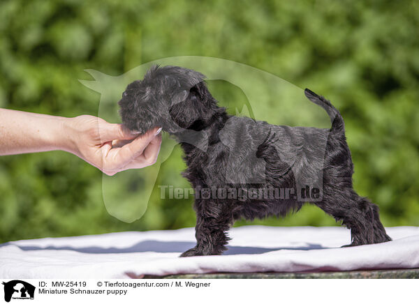 Miniature Schnauzer puppy / MW-25419