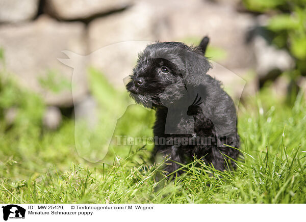 Miniature Schnauzer puppy / MW-25429