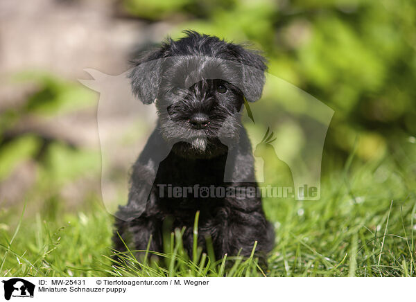 Miniature Schnauzer puppy / MW-25431