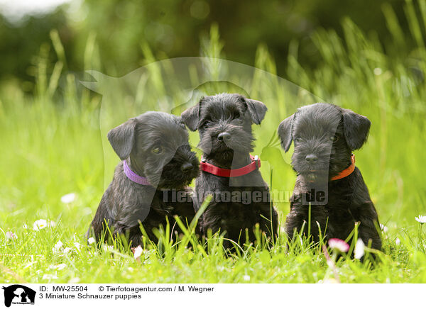 3 Miniature Schnauzer puppies / MW-25504