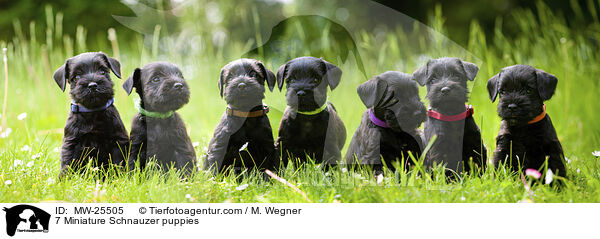 7 Miniature Schnauzer puppies / MW-25505