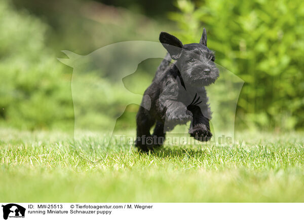 running Miniature Schnauzer puppy / MW-25513