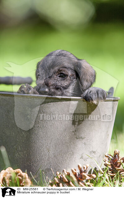 Zwergschnauzer Welpe in Eimer / Miniature schnauzer puppy in bucket / MW-25561