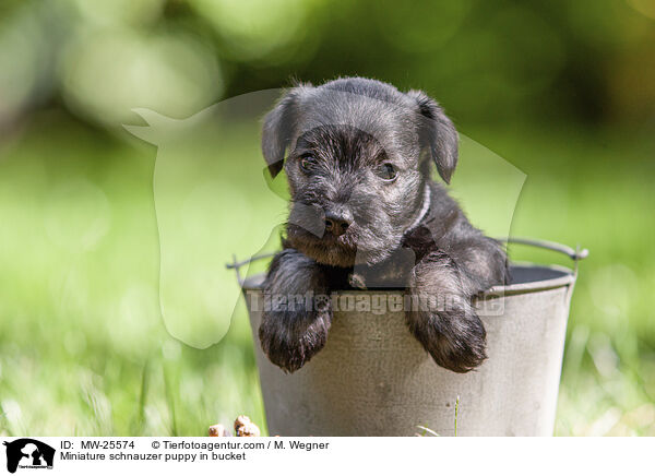 Miniature schnauzer puppy in bucket / MW-25574