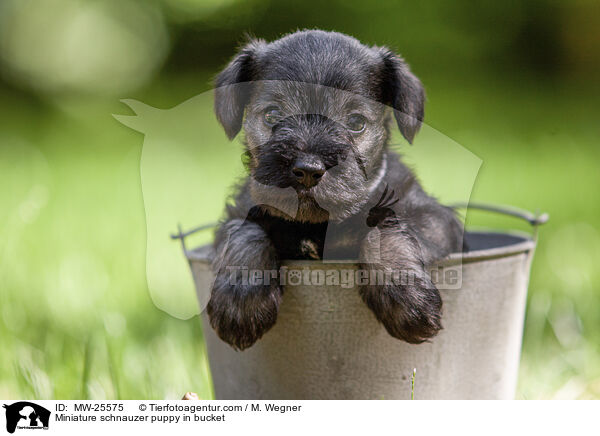 Zwergschnauzer Welpe in Eimer / Miniature schnauzer puppy in bucket / MW-25575