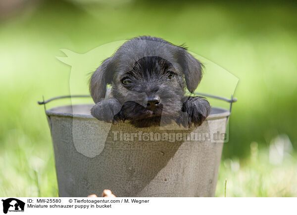 Zwergschnauzer Welpe in Eimer / Miniature schnauzer puppy in bucket / MW-25580