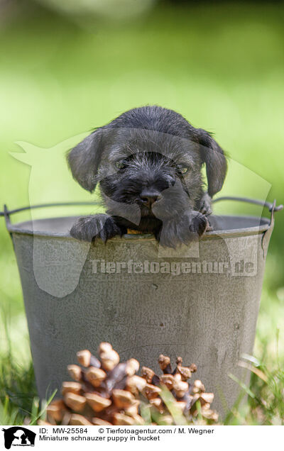 Zwergschnauzer Welpe in Eimer / Miniature schnauzer puppy in bucket / MW-25584