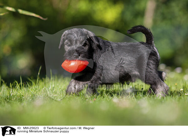rennender Zwergschnauzer Welpe / running Miniature Schnauzer puppy / MW-25623
