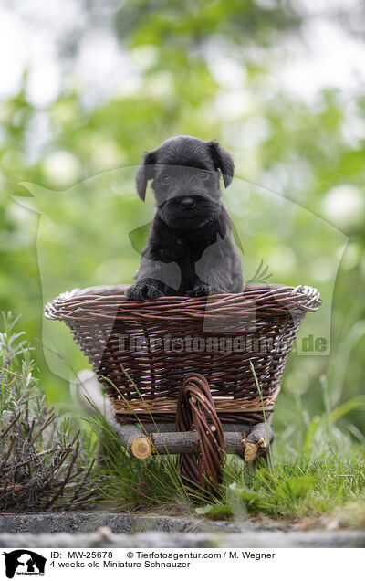 4 weeks old Miniature Schnauzer / MW-25678