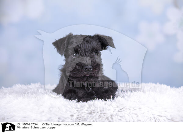 Miniature Schnauzer puppy / MW-25734