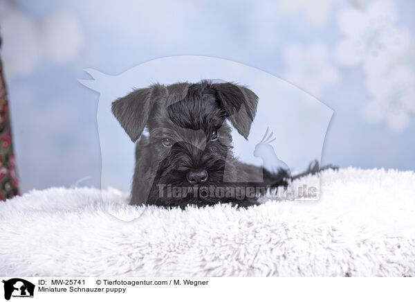 Miniature Schnauzer puppy / MW-25741