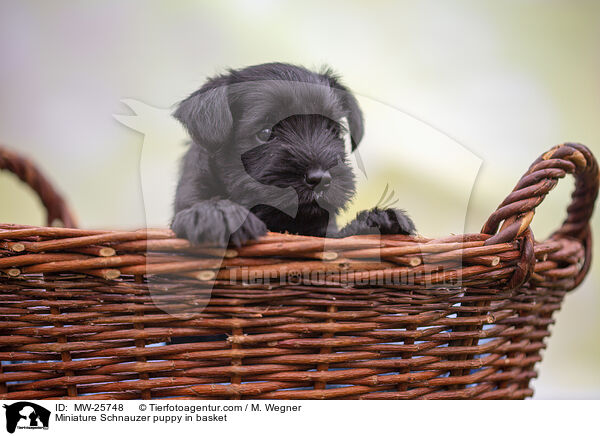 Miniature Schnauzer puppy in basket / MW-25748