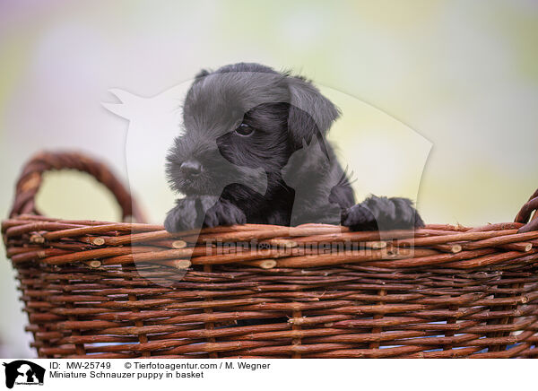 Miniature Schnauzer puppy in basket / MW-25749