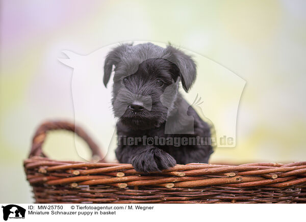 Zwergschnauzer Welpe im Krbchen / Miniature Schnauzer puppy in basket / MW-25750