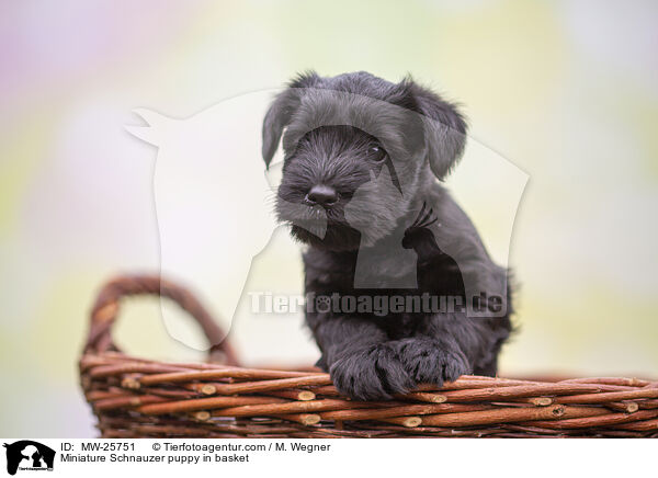 Miniature Schnauzer puppy in basket / MW-25751