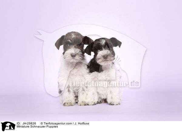 Miniature Schnauzer Puppies / JH-29826