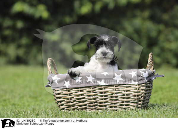 Zwergschnauzer Welpe / Miniature Schnauzer Puppy / JH-30289