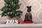 Miniature schnauzer with Christmas decoration