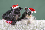 Miniature schnauzer with Christmas hat