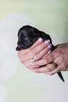 2 weeks old Miniature Schnauzer