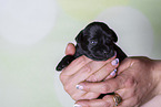 2 weeks old Miniature Schnauzer