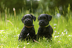2 Miniature Schnauzer puppies