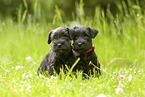 2 Miniature Schnauzer puppies