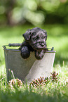 Miniature schnauzer puppy in bucket