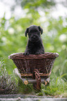 4 weeks old Miniature Schnauzer