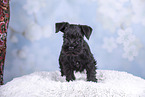 Miniature Schnauzer puppy