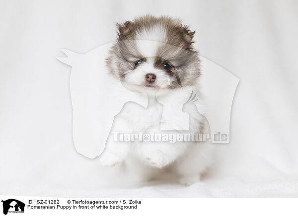Pomeranian Puppy in front of white background / SZ-01282