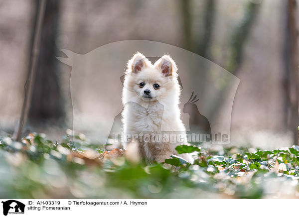 sitting Pomeranian / AH-03319