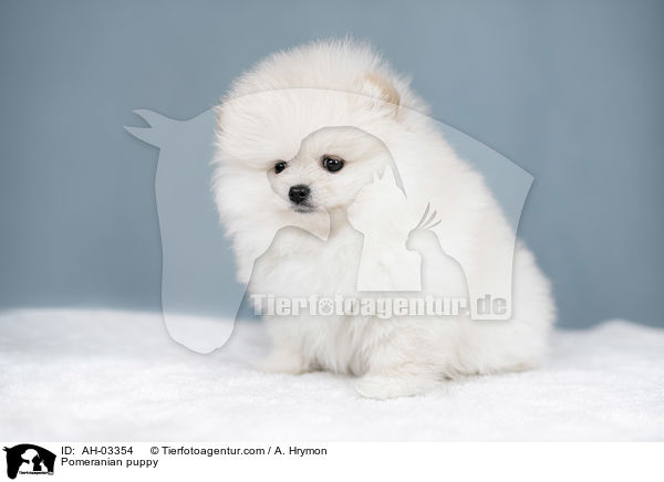 Pomeranian puppy / AH-03354