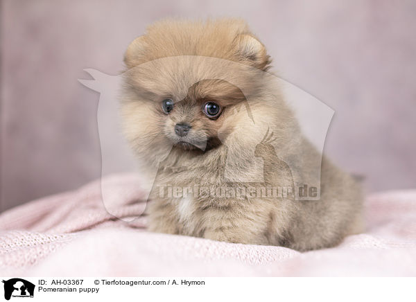 Pomeranian puppy / AH-03367