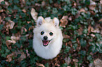 sitting Pomeranian