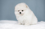 Pomeranian puppy