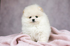 Pomeranian puppy