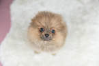 Pomeranian puppy