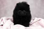 Pomeranian puppy