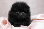 lying Pomeranian puppy