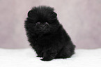 Pomeranian puppy