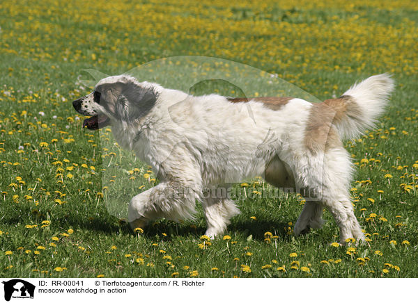 Moskauer Wachhund in Bewegung / moscow watchdog in action / RR-00041