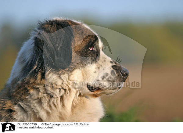 Moskauer Wachhund im Portrait / moscow watchdog portrait / RR-00730