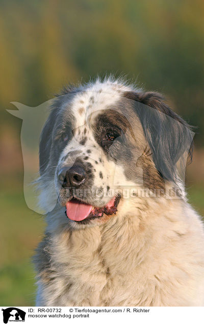 moscow watchdog portrait / RR-00732